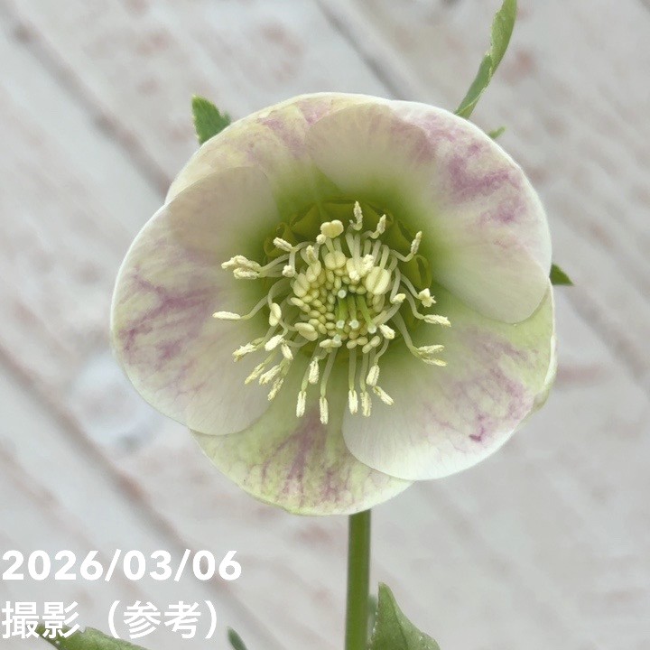 一点物】大和園 クリスマスローズ 4.5号（YA6）｜山野04-PA | 草花