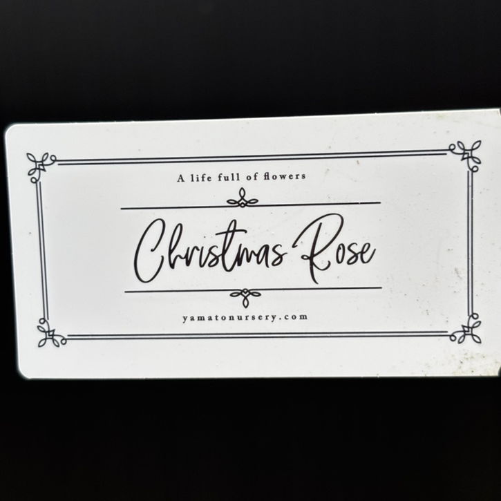 一点物】大和園 クリスマスローズ 4.5号（YA6）｜山野04-PA | 草花