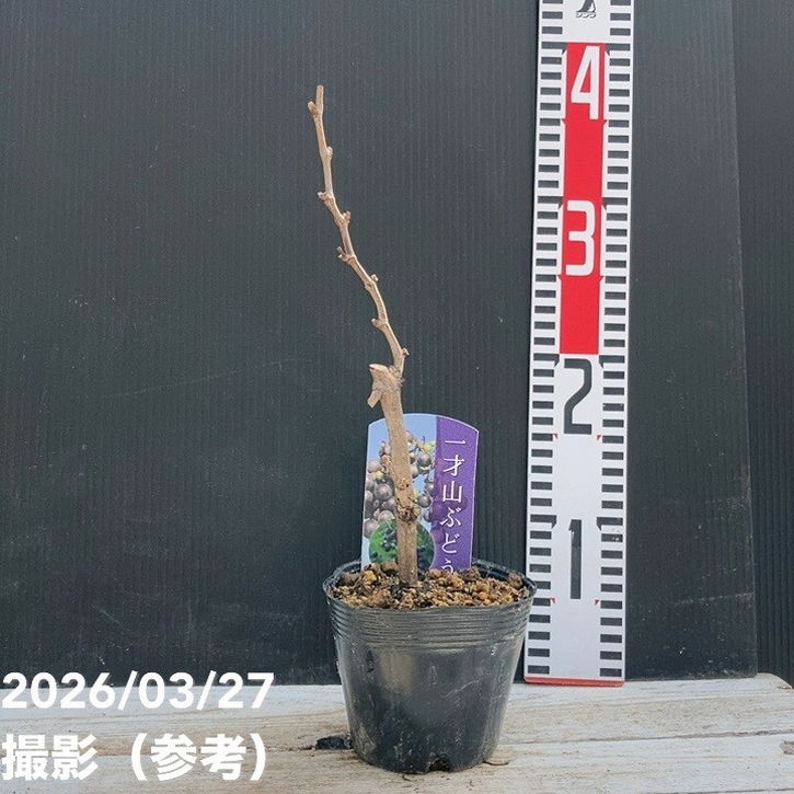 一才山ぶどう 3.5号ポット｜果樹04-PA | 果樹 | 赤塚植物園オンライン