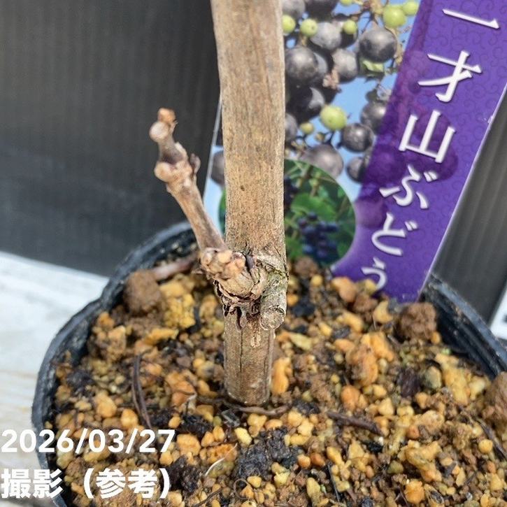 一才山ぶどう 3.5号ポット｜果樹04-PA | 果樹 | 赤塚植物園オンライン