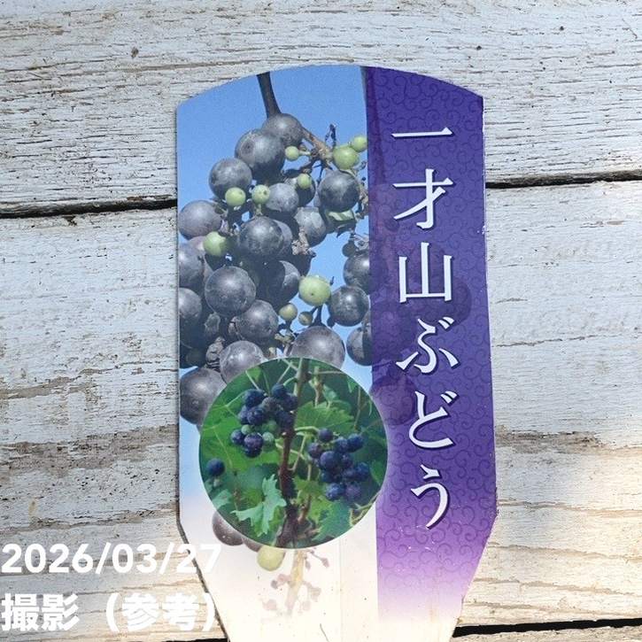 一才山ぶどう 3.5号ポット｜果樹04-PA | 果樹 | 赤塚植物園オンライン