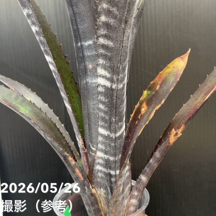 ビルベルギア 2.5号 ダースベーダー｜観葉10-D1 | 観葉・多肉 | 赤塚