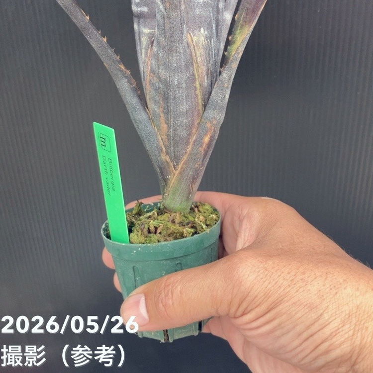 ビルベルギア 2.5号 ダースベーダー｜観葉10-D1 | 観葉・多肉 | 赤塚