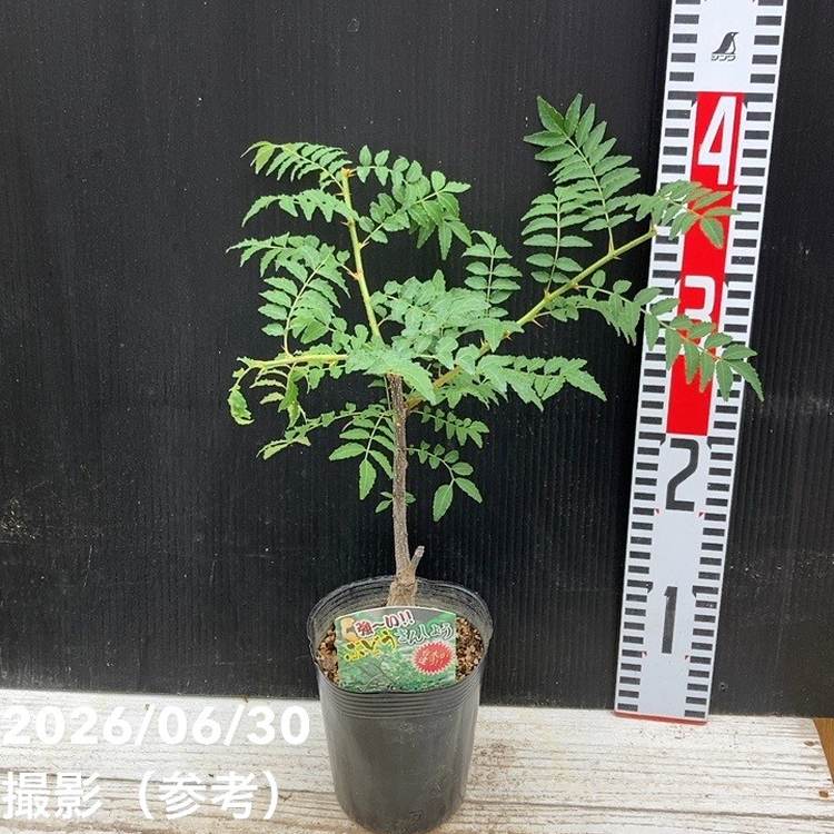 ぶどう山椒 3.5号ロングポット｜果樹04-PA | 果樹,山椒 | 赤塚植物園