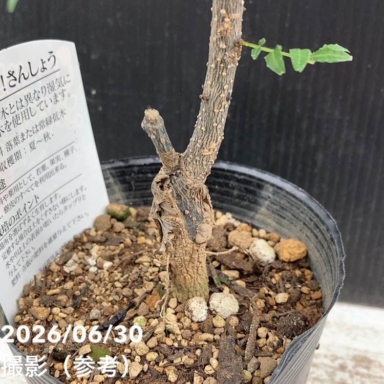 ぶどう山椒 3.5号ロングポット｜果樹04-PA | 果樹,山椒 | 赤塚植物園