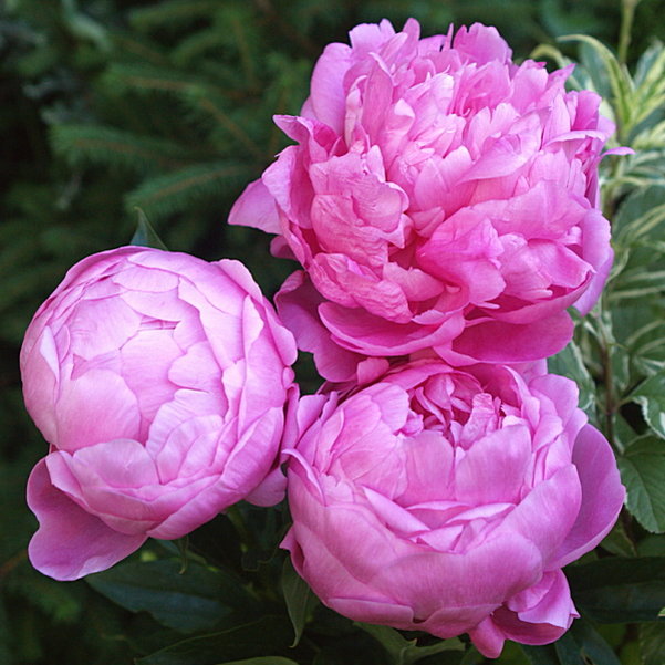 芍薬 シャクヤク 7号 長屋赤｜草花10-TU | 草花,芍薬・牡丹 | 赤塚