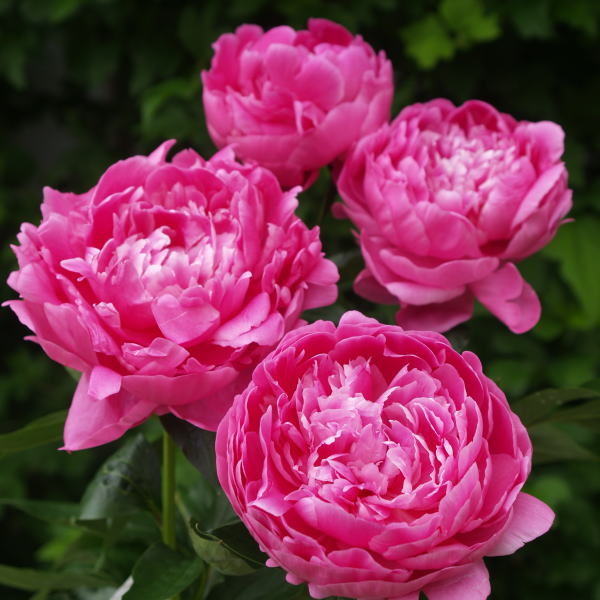 芍薬 シャクヤク 7号 長屋赤|草花10-TU