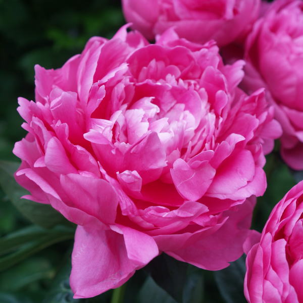 芍薬 シャクヤク 7号 長屋赤｜草花04-PA | 草花,芍薬・牡丹 | 赤塚