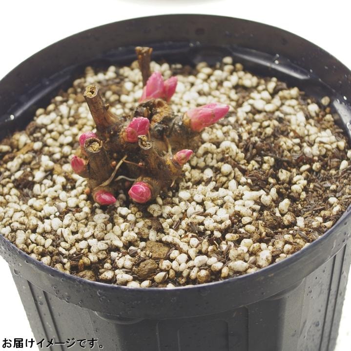 芍薬 シャクヤク 7号 長屋赤※2026年1月中旬以降お届け予定｜草花10-TU