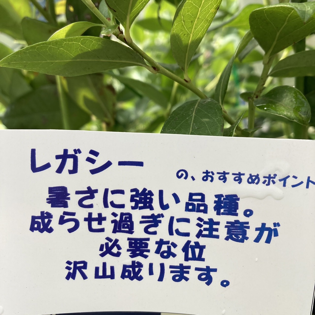ブルーベリー ノーザンハイブッシュ系 レガシー（接木苗）4.5～5号