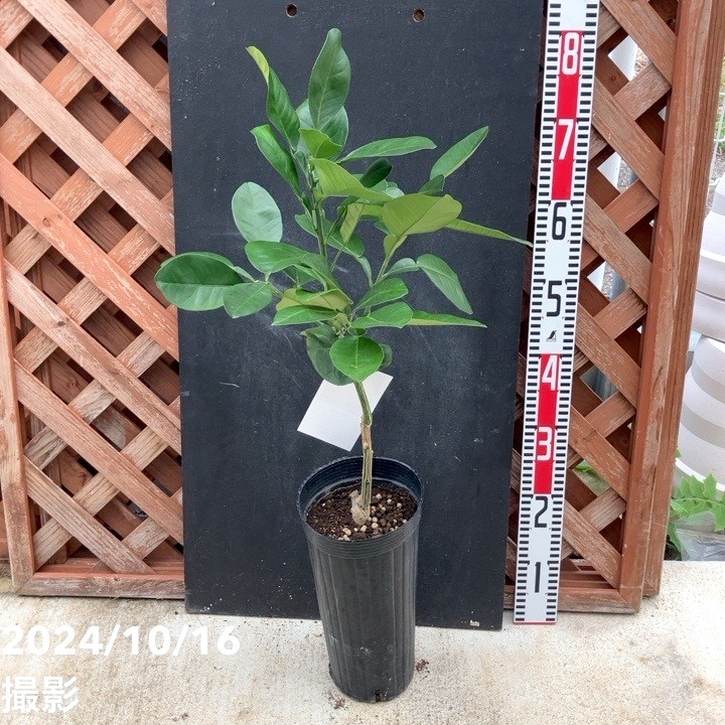 晩白柚 5年生 苗木 大苗 晩白柚 苗 【晩白柚 （ばんぺいゆ）】 5年生 接ぎ木 大苗 : 苗木の専門