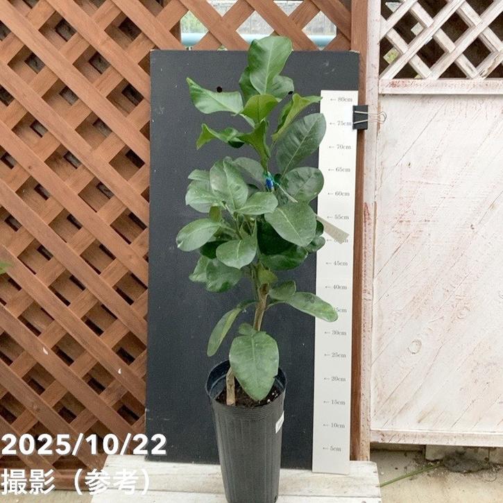 ザボン 晩白柚 ばんぺいゆ 5号ロングポット 2年生苗｜柑橘｜果樹04-PA