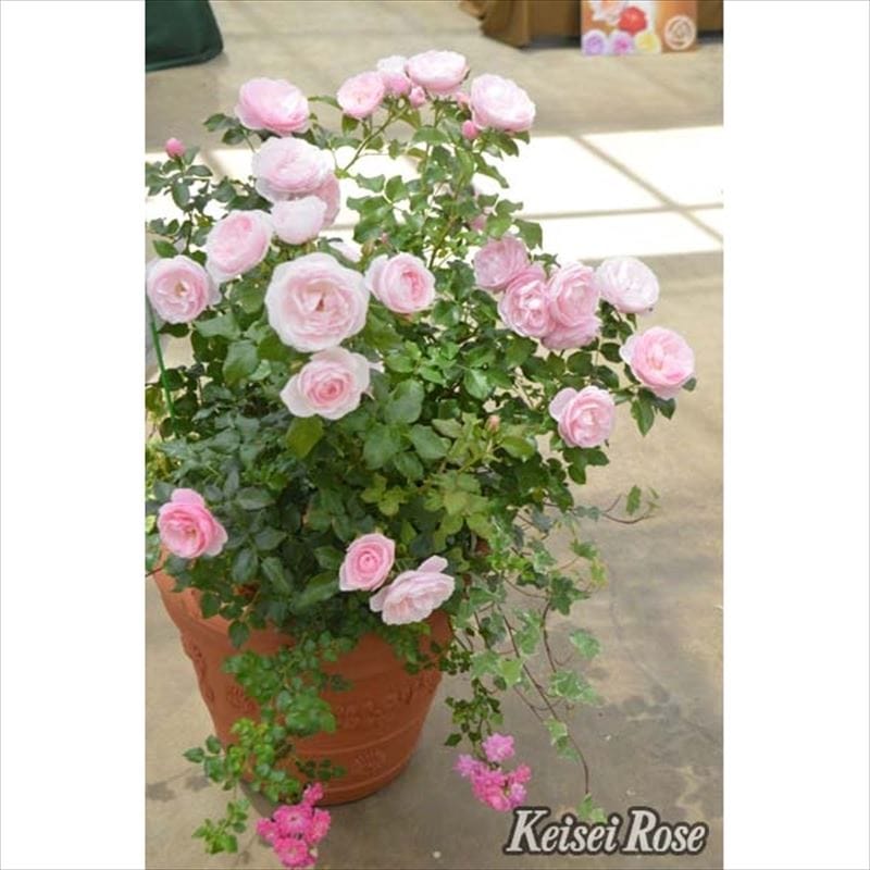 バラ大苗 ハンス・ゲーネバイン 4.5号ロングポット 京成バラ園芸｜花木