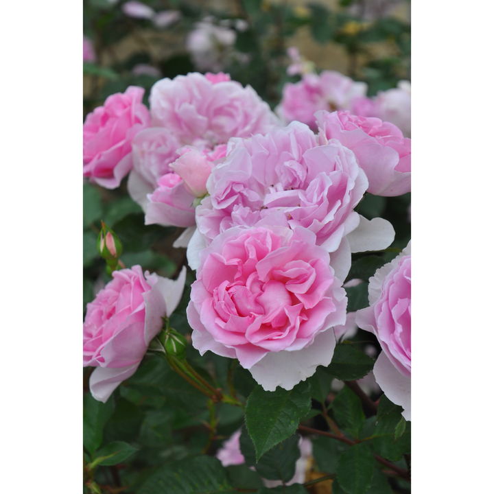 バラ大苗 ピクシー 7号 ロサ・オリエンティス｜花木04-PA | 花木・庭木