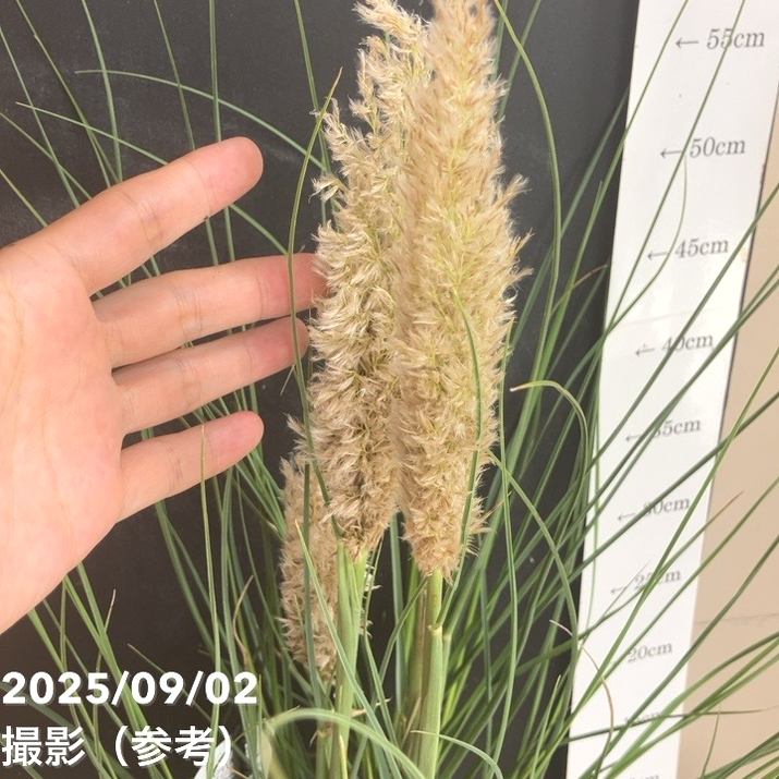 タイニーパンパスグラス 10号特大サイズ（矮性パンパスグラス） タイニーパンパスグラス 10号特大サイズ（矮性パンパスグラス） 秋