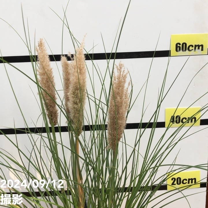 ミニパンパスグラス タイニーパンパ 5号 PVP｜草花10-TU | 草花,[季節