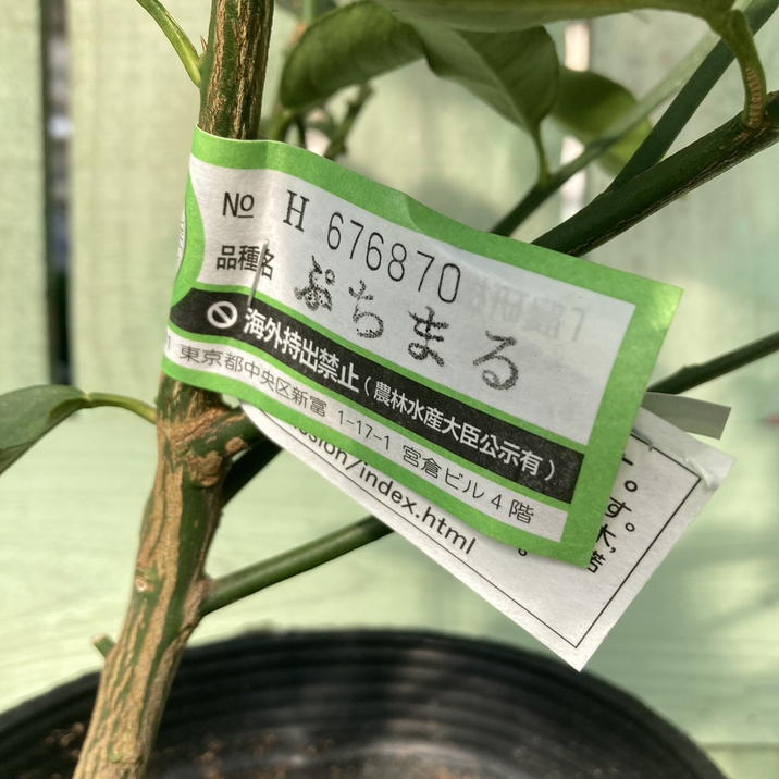 種なしキンカンぷちまる 5号ロングポット 2年生苗 PVP｜柑橘