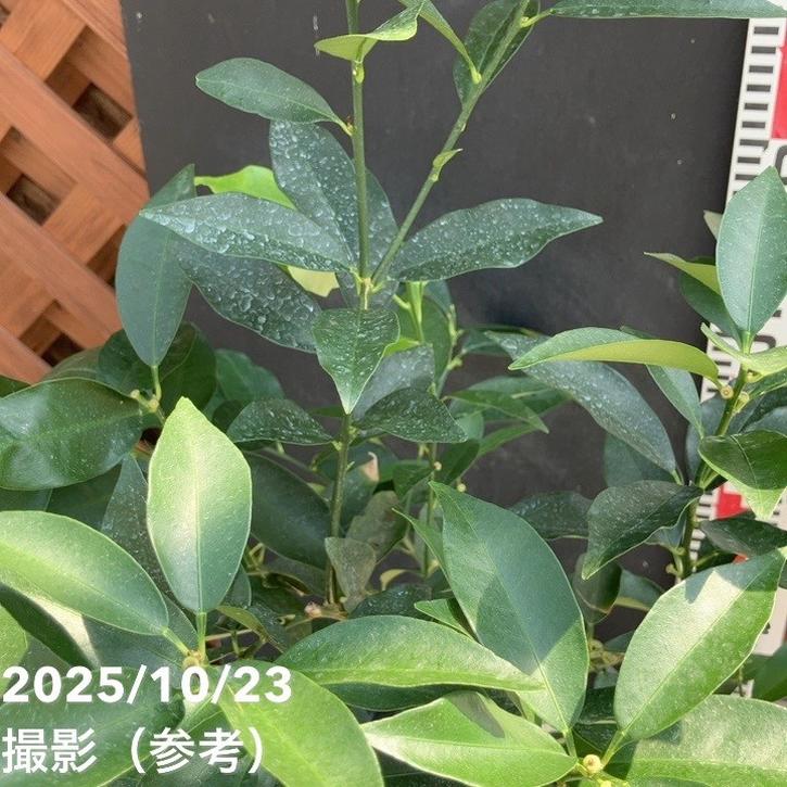 種なしキンカンぷちまる 5号ロングポット 2年生苗 PVP｜柑橘｜果樹04