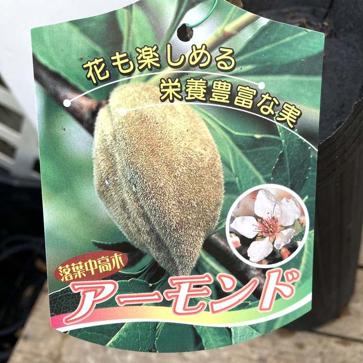 アーモンド 4号ロングポット｜果樹04-PA | 果樹,ナッツ類 | 赤塚植物園