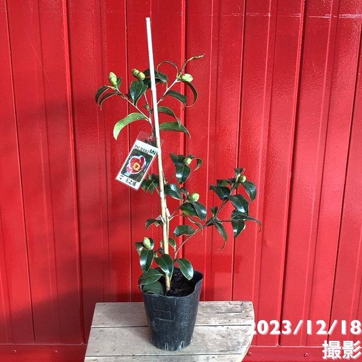 椿 ツバキ 4号 玉之浦［こだわりの前田ナーセリー苗］｜花木04-PA