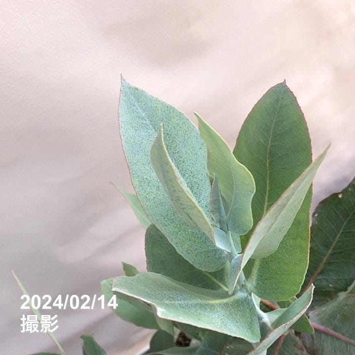 ユーカリ マクロカルパ 5号|花木04-PA