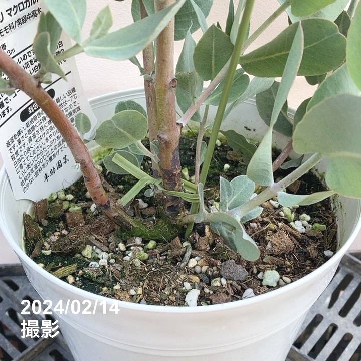 ユーカリ マクロカルパ 5号|花木04-PA