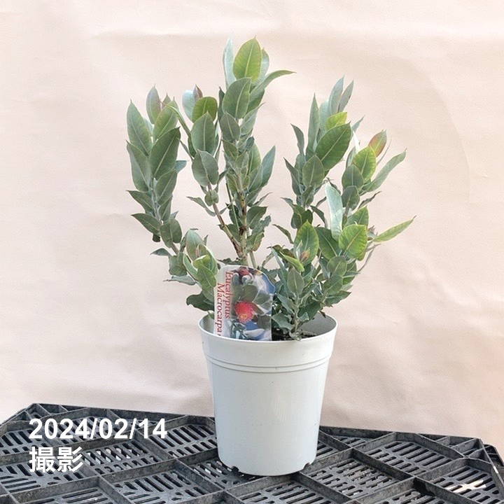 ユーカリ マクロカルパ 5号|花木04-PA