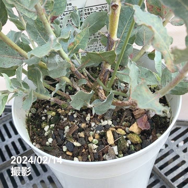 ユーカリ マクロカルパ 5号|花木04-PA