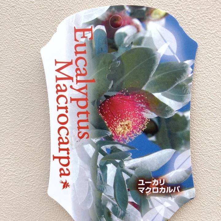 ユーカリ マクロカルパ 5号|花木04-PA