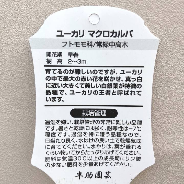 ユーカリ マクロカルパ 5号|花木04-PA