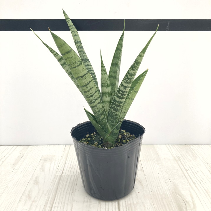 サンスベリア ピングィ × ドリスフェニー バリエガータ　ハイブリッド サンスベリア ピングィ × ドリスフェニー バリエガータ ハイブリッド