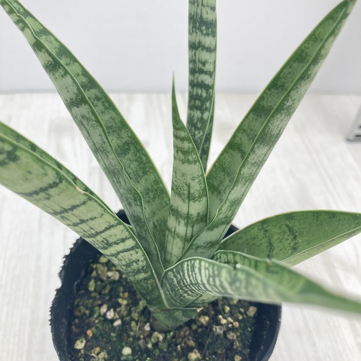 サンスベリア アンヤマニー ハイブリッド トルネード サンセベリア EMP