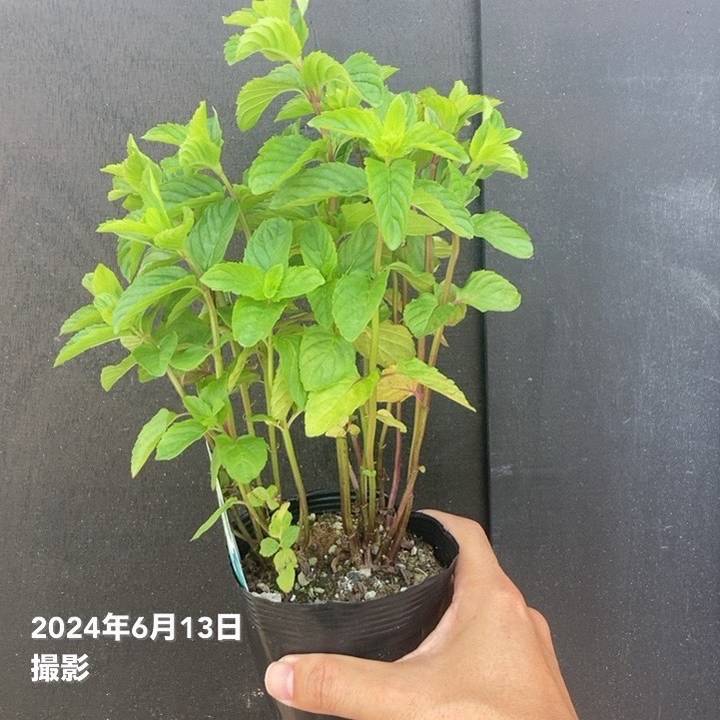 ハーブ イエルバブエナ「モヒートミント」3.5号×3株セット｜草花04-PA