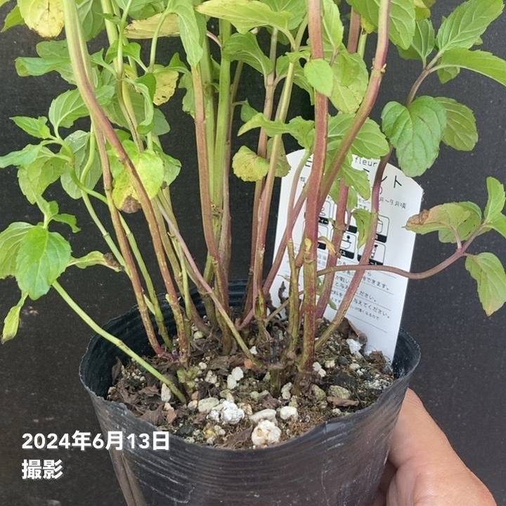 モヒートミント苗 3苗セット 園芸ネット本店｜クエンチローポット：ミント：モヒートミント栽培