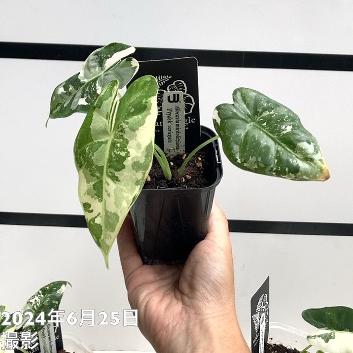 アロカシア ミコリッチアナ フリデリック Alocasia micholitziana