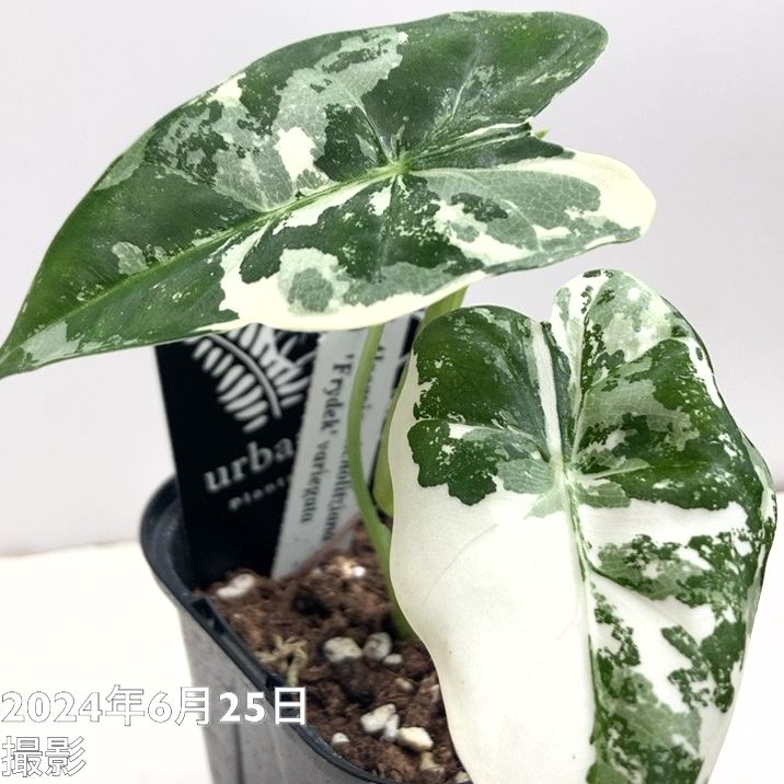アロカシア ミコリッチアナ フリデリック Alocasia micholitziana