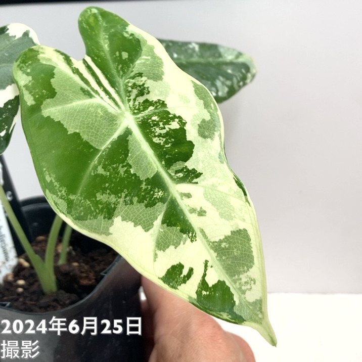 アロカシア ミコリッチアナ フリデリック Alocasia micholitziana