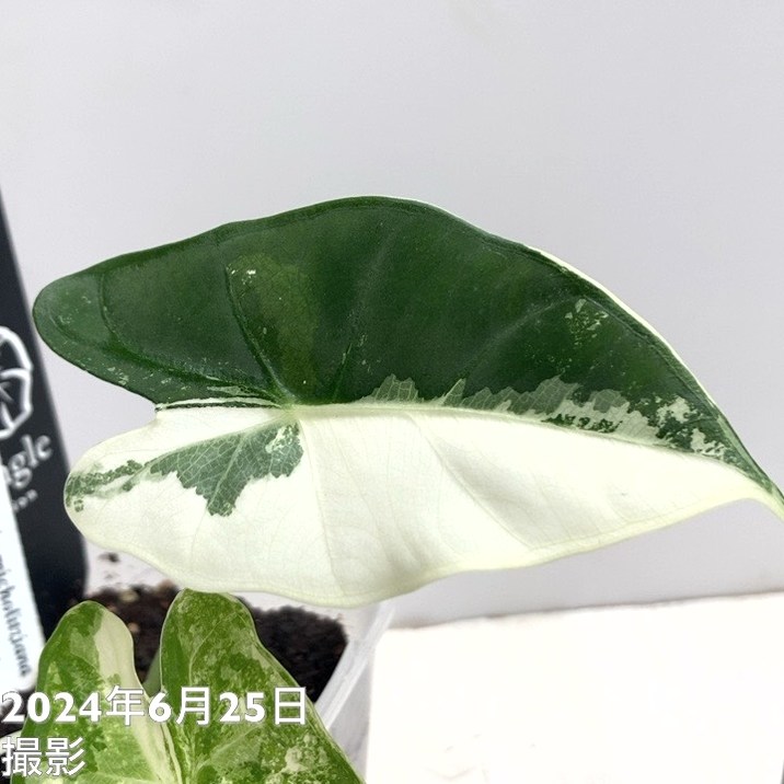 アロカシア ミコリッチアナ フリデリック Alocasia micholitziana