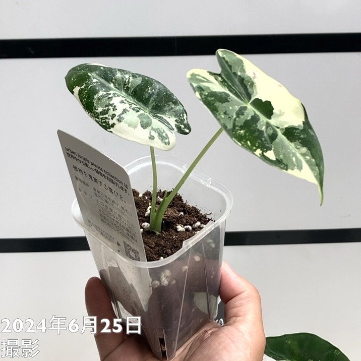 アロカシア ミコリッチアナ フリデリック Alocasia micholitziana