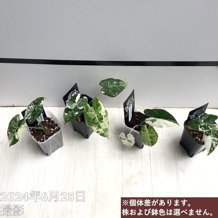アロカシア ミコリッチアナ フリデリック Alocasia micholitziana