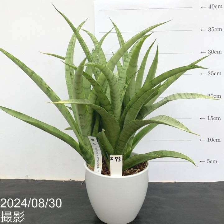 ソテツ】鉢付き／高さ約40cm・幅約30cm（送料込み！) ソテツ 子株付き 鉢