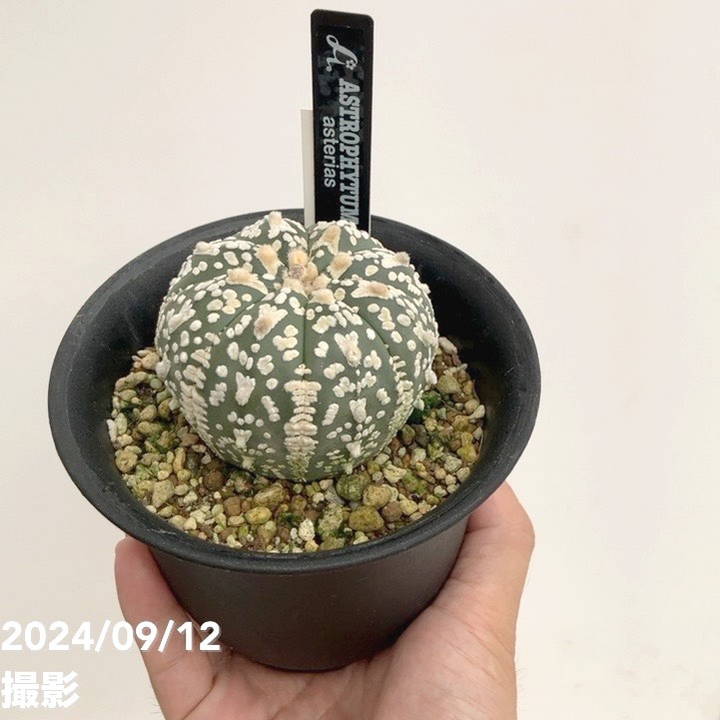 現品お届け】アストロフィツム スーパーカブト 4号（2）｜観葉01-D1