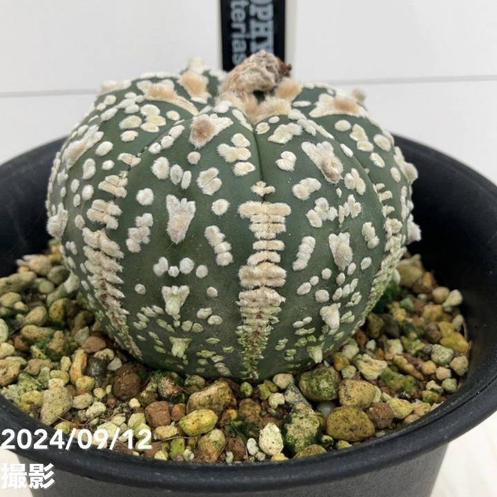 現品お届け】アストロフィツム スーパーカブト 4号（2）｜観葉01-D1