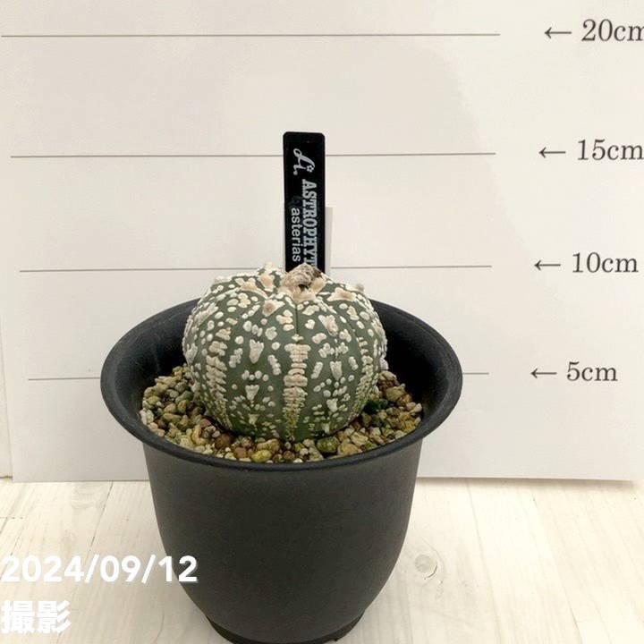 現品お届け】アストロフィツム スーパーカブト 4号（2）｜観葉01-D1