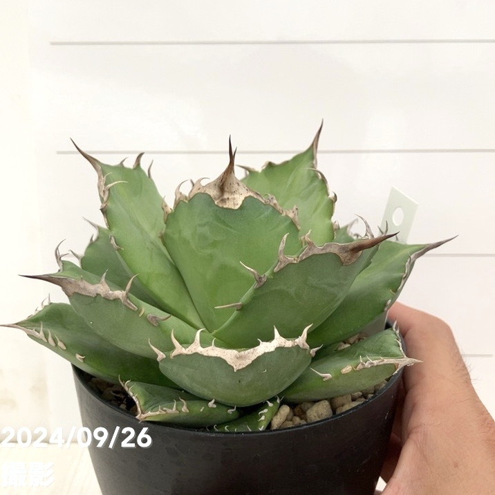 No.45【 AGAVE TITANOTA 】ボールタイプ 特選株 アガベ チタノタ 塊根 コーデックス サボテン 多肉植物