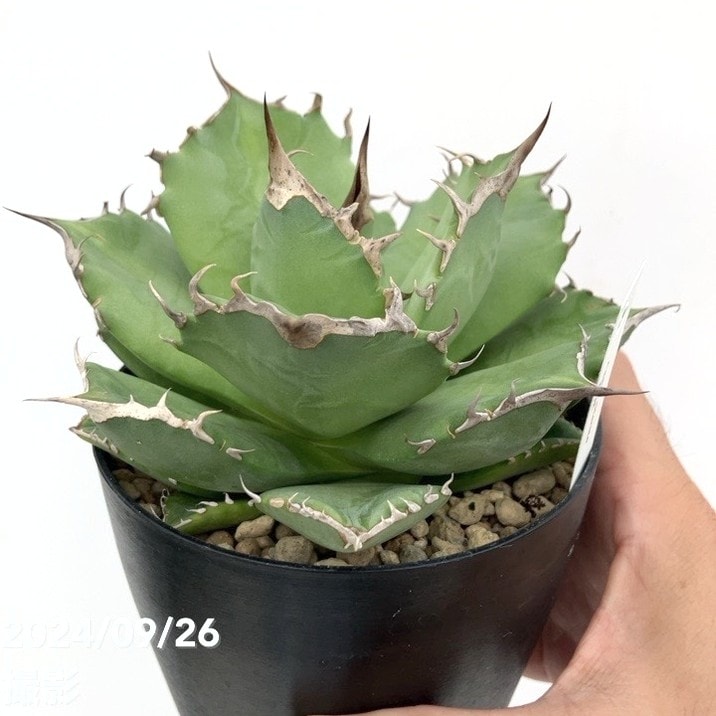 現品お届け】アガベ 4号 チタノタ 猫爪 Agave titanota 猫爪 