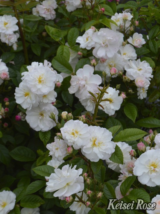 花パピエ NEW】バラ大苗 スウィート シルエッタ 4.5号ロングポット 京成