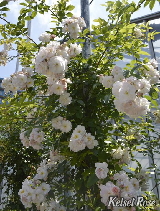 バラ大苗 スウィート シルエッタ 4.5号ロングポット 京成バラ園芸