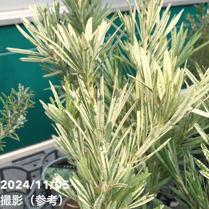 【現品】イヌマキ・斑入り　ミウ　ミュー　ミュウ　10号　M2番 決算P5倍！8/2まで】斑入りイヌマキ ミウ Miu 5号 PVP｜花木04-PA