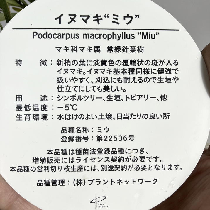 決算P5倍！8/2まで】斑入りイヌマキ ミウ Miu 5号 PVP｜花木04-PA